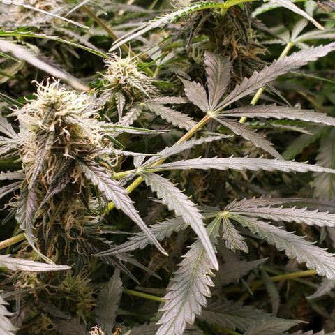Grape Ape growlog timeline photo
