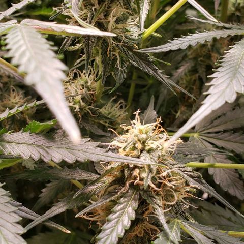 Grape Ape growlog timeline photo