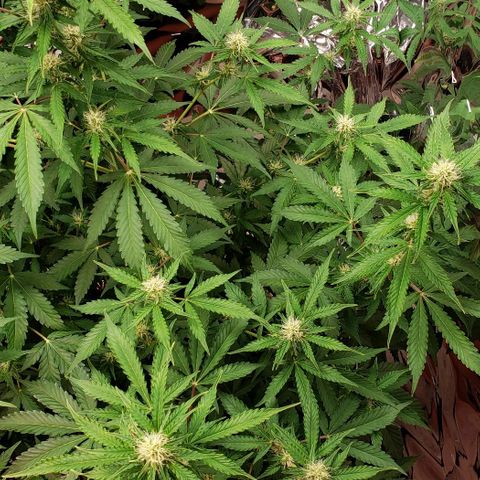 Grape Ape growlog timeline photo