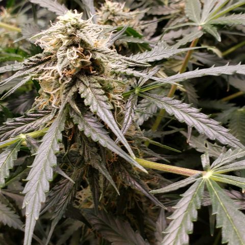 Grape Ape growlog timeline photo