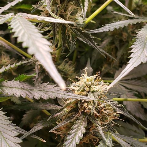 Grape Ape growlog timeline photo