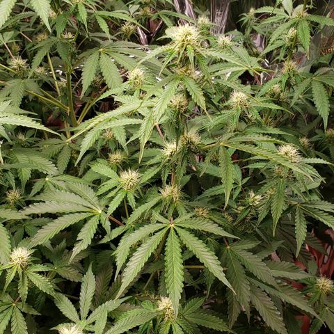 Grape Ape growlog timeline photo