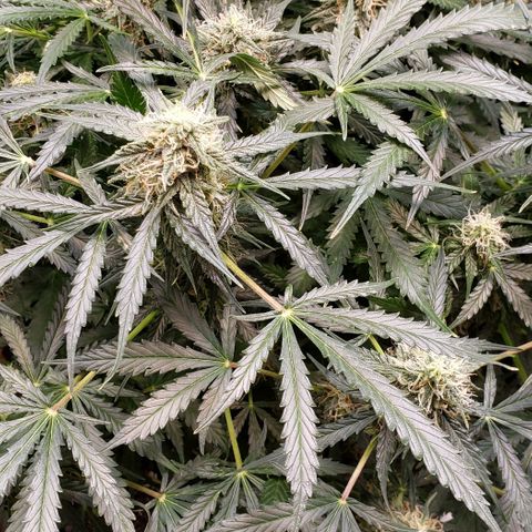 Grape Ape growlog timeline photo