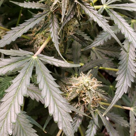 Grape Ape growlog timeline photo