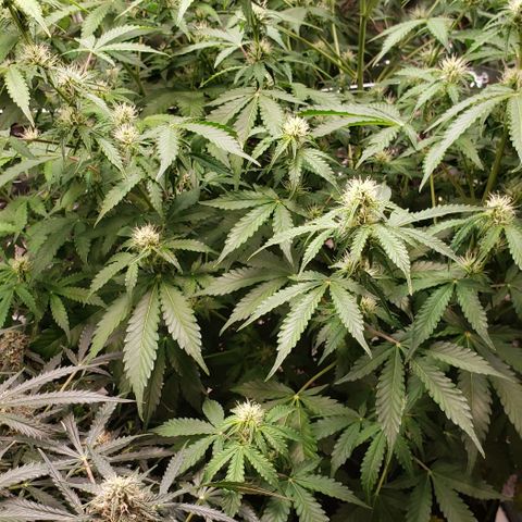 Grape Ape growlog timeline photo