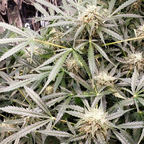 Grape Ape growlog timeline photo