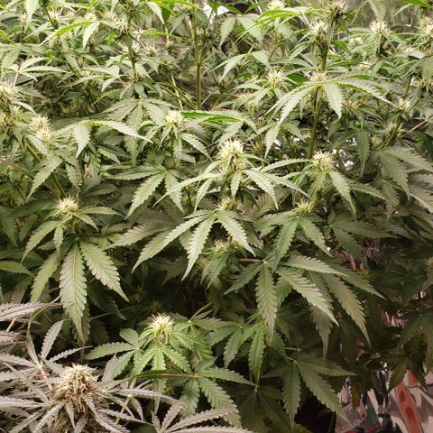 Grape Ape growlog timeline photo