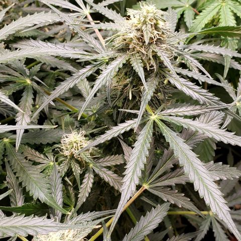 Grape Ape growlog timeline photo