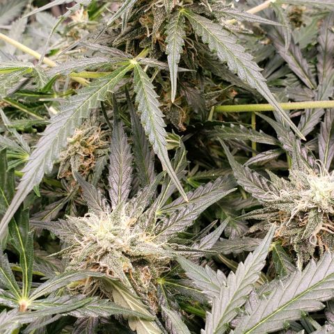 Grape Ape growlog timeline photo