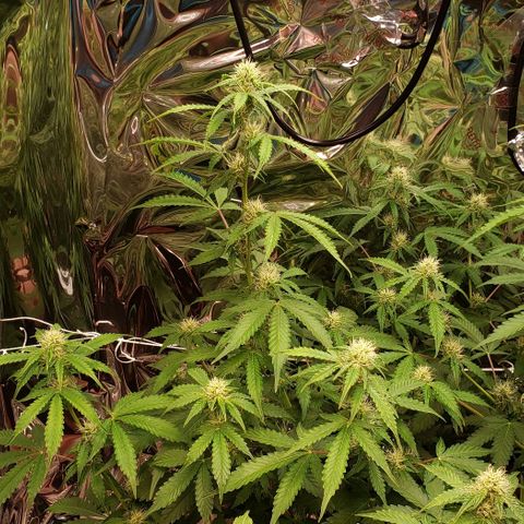 Grape Ape growlog timeline photo