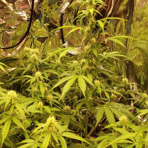 Grape Ape growlog timeline photo
