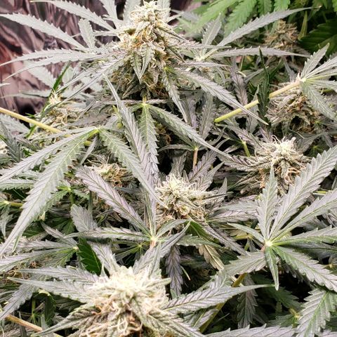 Grape Ape growlog timeline photo