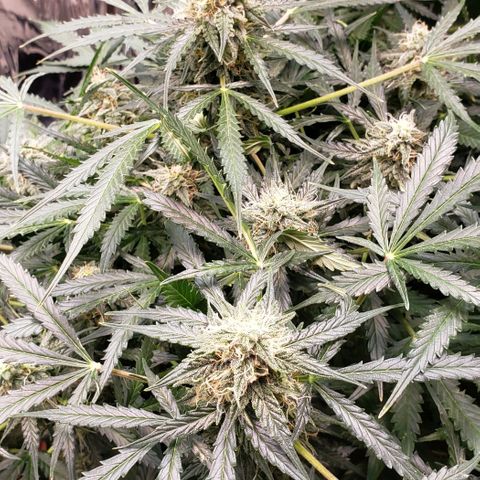 Grape Ape growlog timeline photo