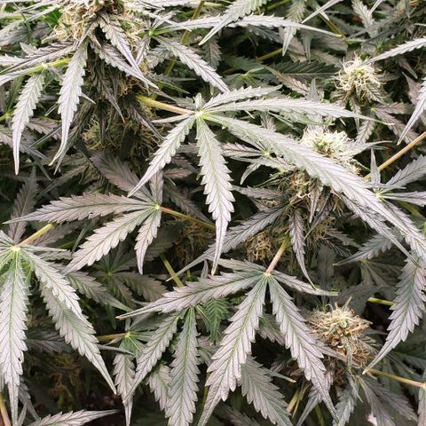 Grape Ape growlog timeline photo
