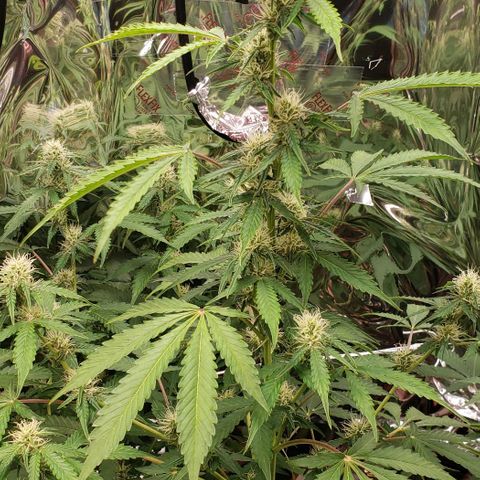 Grape Ape growlog timeline photo