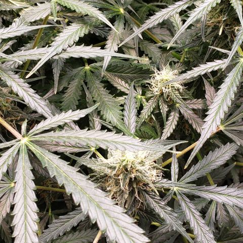 Grape Ape growlog timeline photo