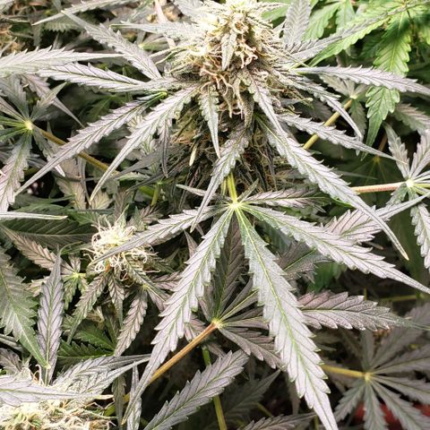 Grape Ape growlog timeline photo