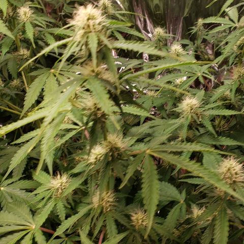 Grape Ape growlog timeline photo