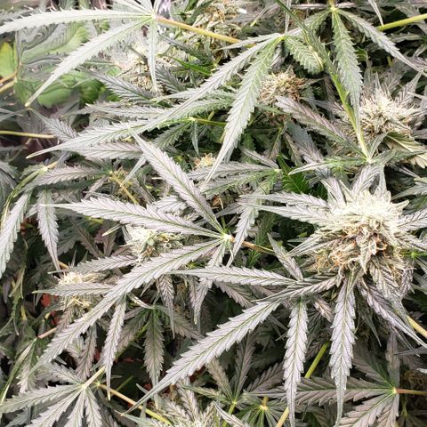 Grape Ape growlog timeline photo