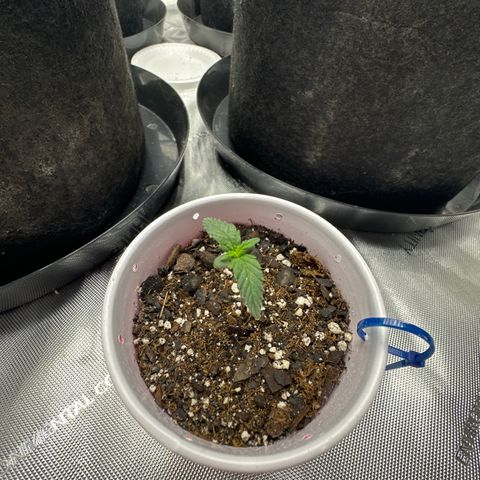 Northern Lights (Solo Cup Challenge) growlog timeline photo