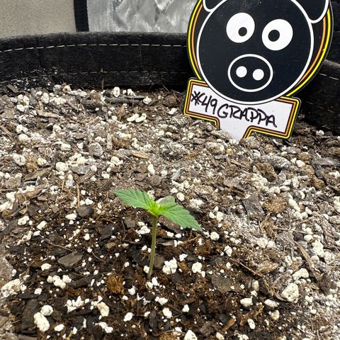 #49 Grappa growlog timeline photo