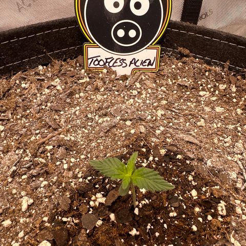 Toofless Alien  growlog timeline photo