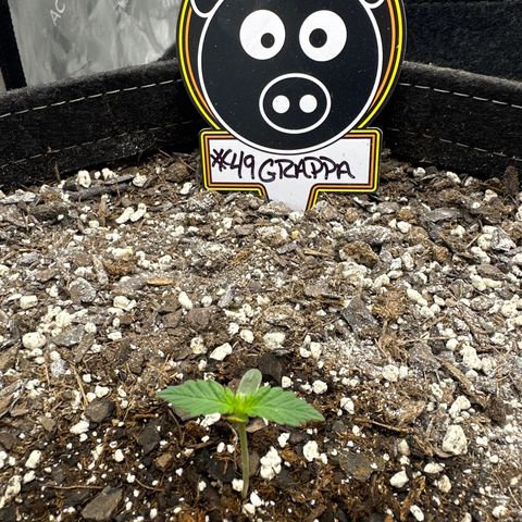 #49 Grappa growlog timeline photo