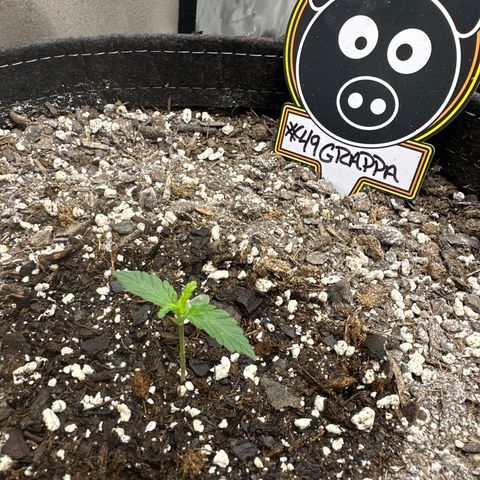 #49 Grappa growlog timeline photo