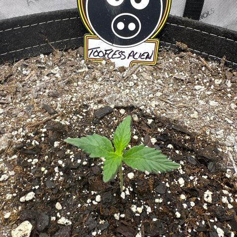 Toofless Alien  growlog timeline photo