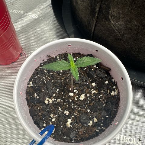 Northern Lights (Solo Cup Challenge) growlog timeline photo