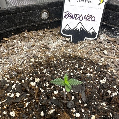 Rando420 growlog timeline photo