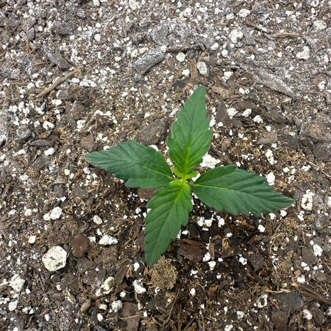 Toofless Alien  growlog timeline photo