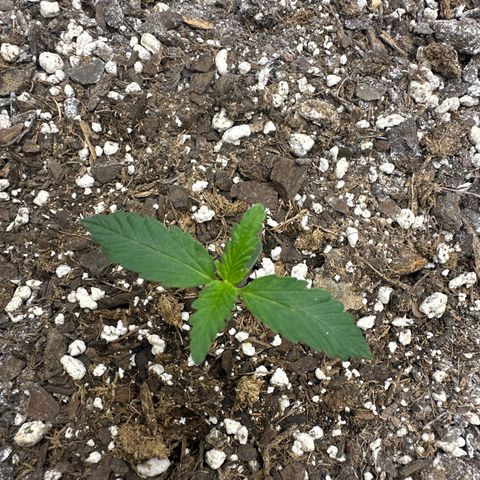#49 Grappa growlog timeline photo