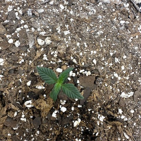 Rando420 growlog timeline photo