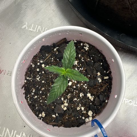 Northern Lights (Solo Cup Challenge) growlog timeline photo