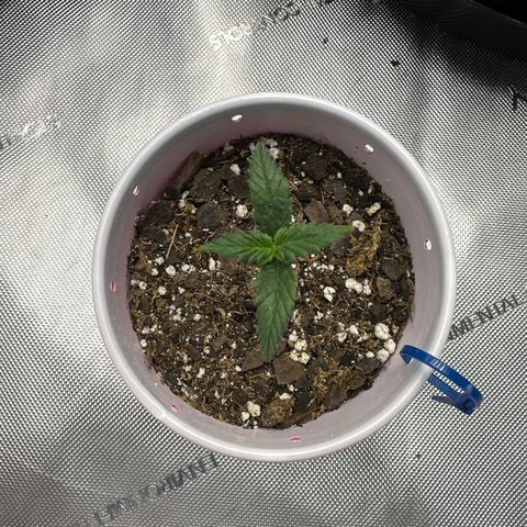 Northern Lights (Solo Cup Challenge) growlog timeline photo