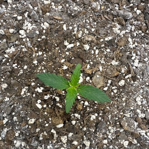 #49 Grappa growlog timeline photo