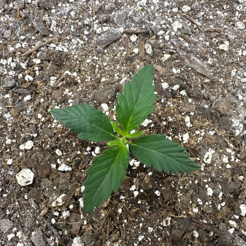 Toofless Alien  growlog timeline photo
