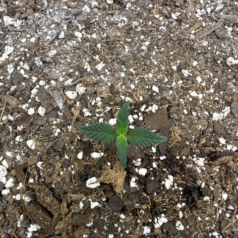 Rando420 growlog timeline photo