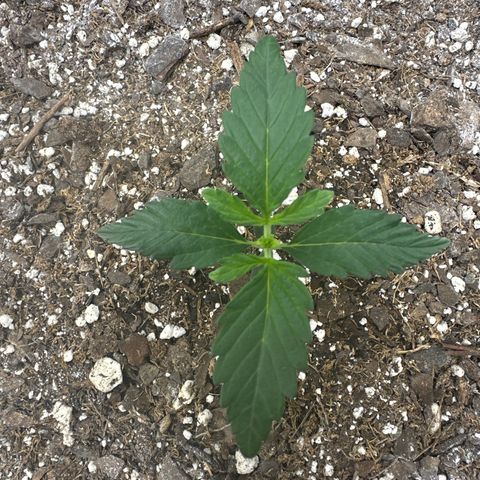 Toofless Alien  growlog timeline photo