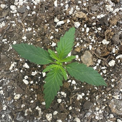 #49 Grappa growlog timeline photo