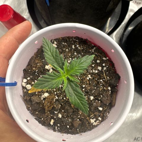 Northern Lights (Solo Cup Challenge) growlog timeline photo