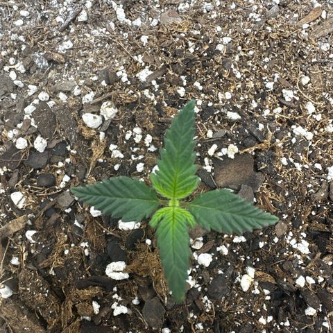 Rando420 growlog timeline photo