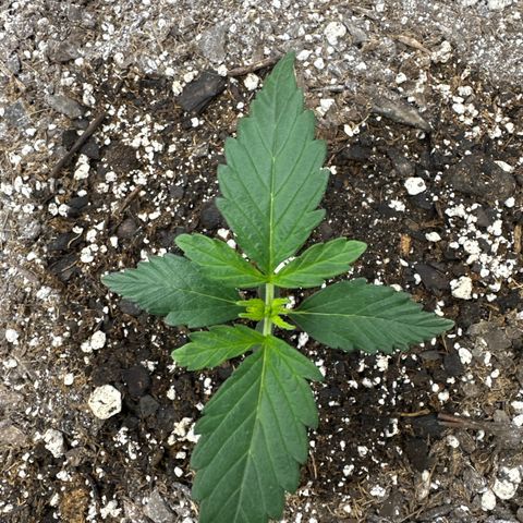 Toofless Alien  growlog timeline photo