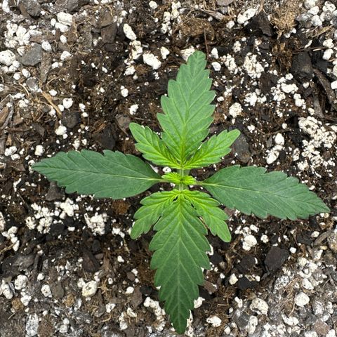 #49 Grappa growlog timeline photo
