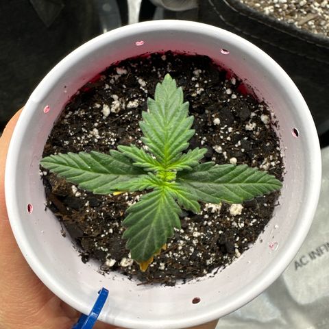 Northern Lights (Solo Cup Challenge) growlog timeline photo