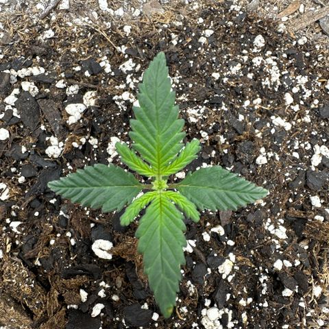 Rando420 growlog timeline photo