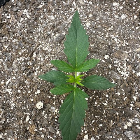 Toofless Alien  growlog timeline photo