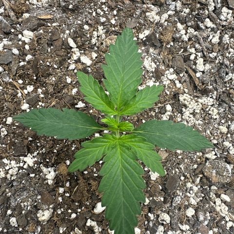 #49 Grappa growlog timeline photo