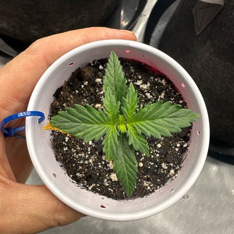 Northern Lights (Solo Cup Challenge) growlog timeline photo